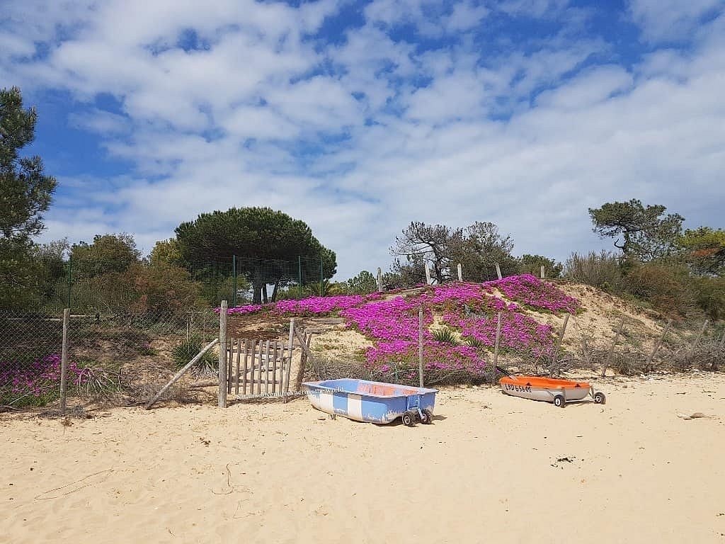 Dune fleurie et embarcations sur la plage