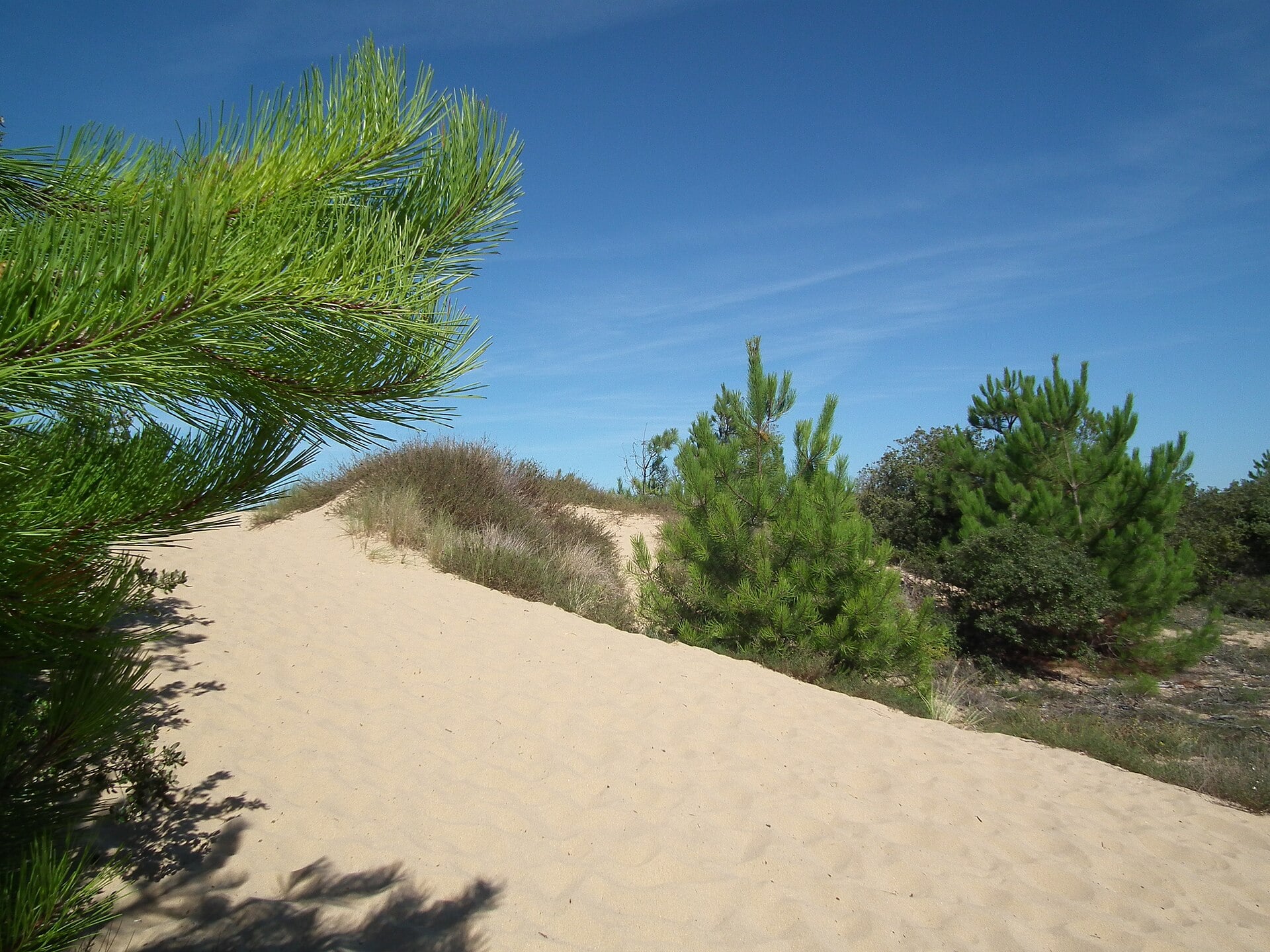 Dune littorale à Boyardville près de la forêt des Saumonards