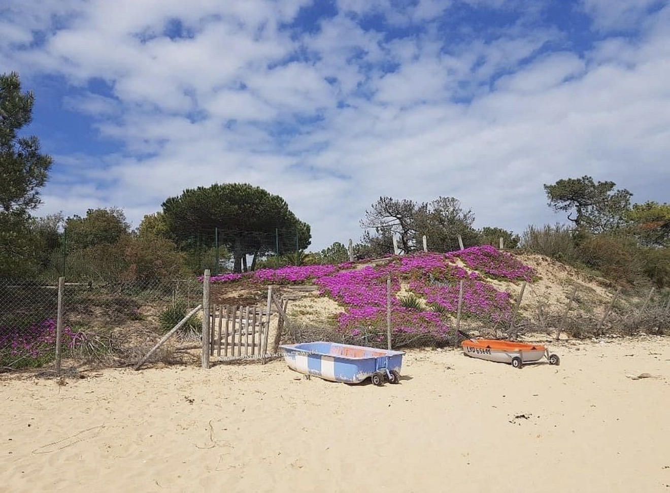 Dunes couvertes de fleurs roses au retour des beaux jours