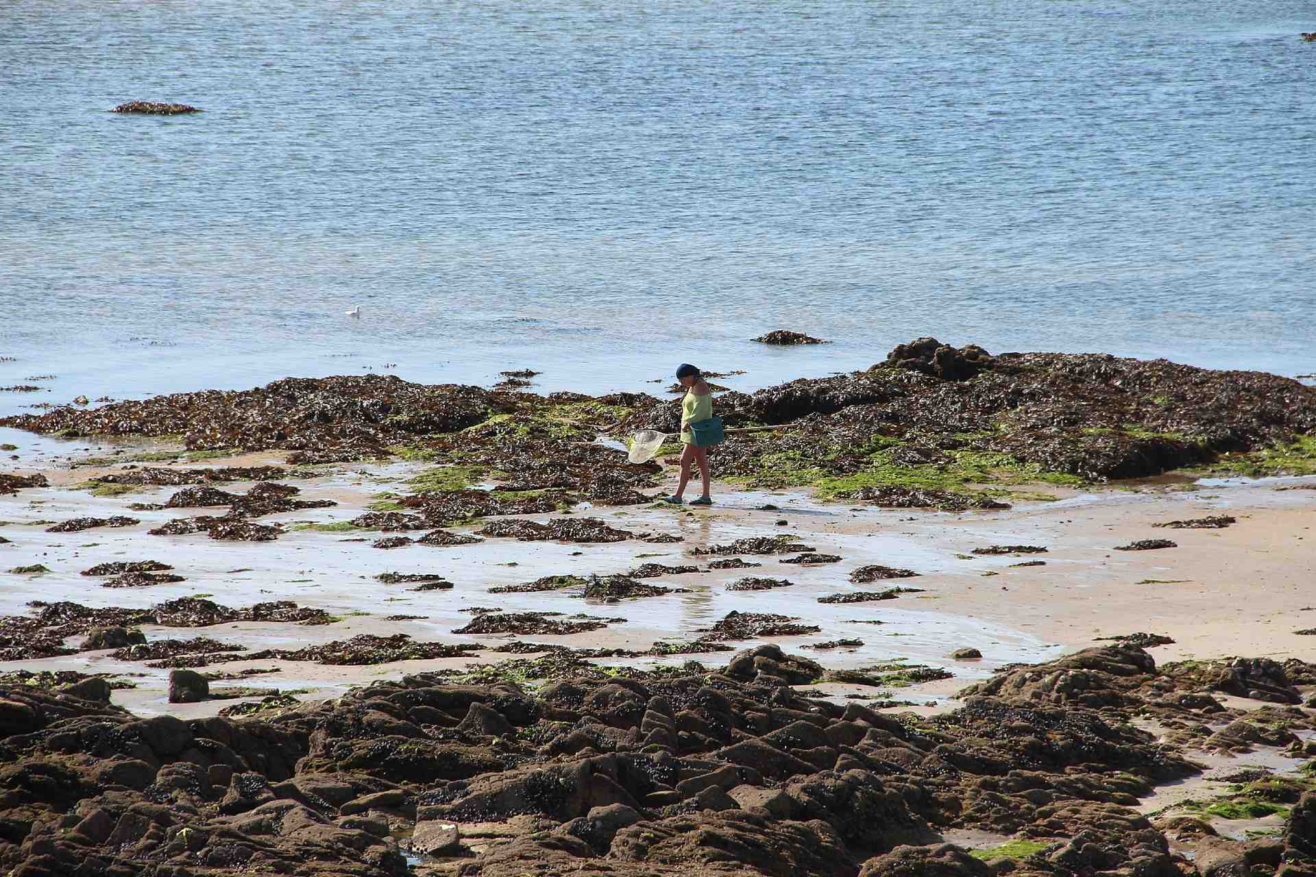 Pêche à pied sur l’estran de l’Île de Ré à marée basse