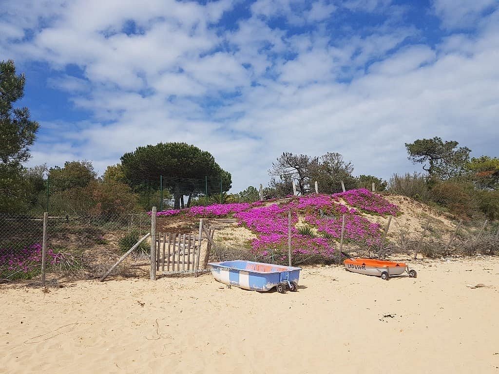 Dune fleurie et embarcations sur la plage